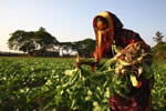 Women in Sunamganj harvesting radish